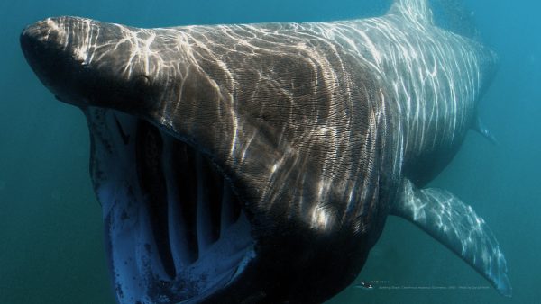 MB-basking-shark-wallpaper