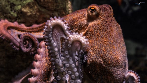MB-cephalopods-wallpaper1