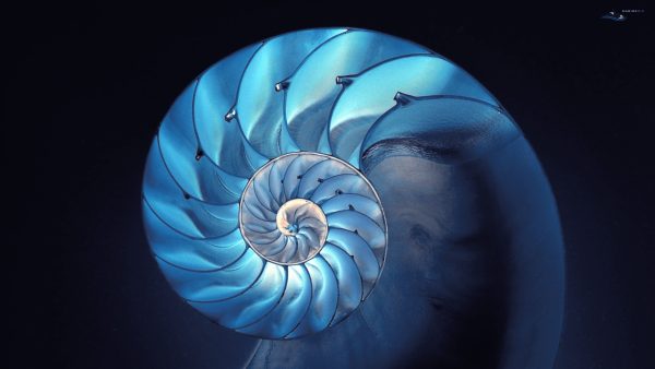 MB-cephalopods-wallpaper2