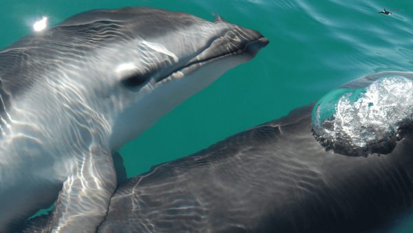 MB-dolphins-wallpaper1