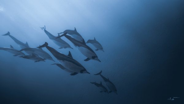 MB-dolphins-wallpaper6