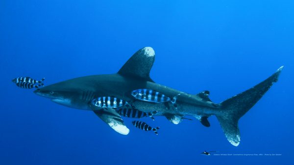 MB-oceanic-whitetip2-wallpaper